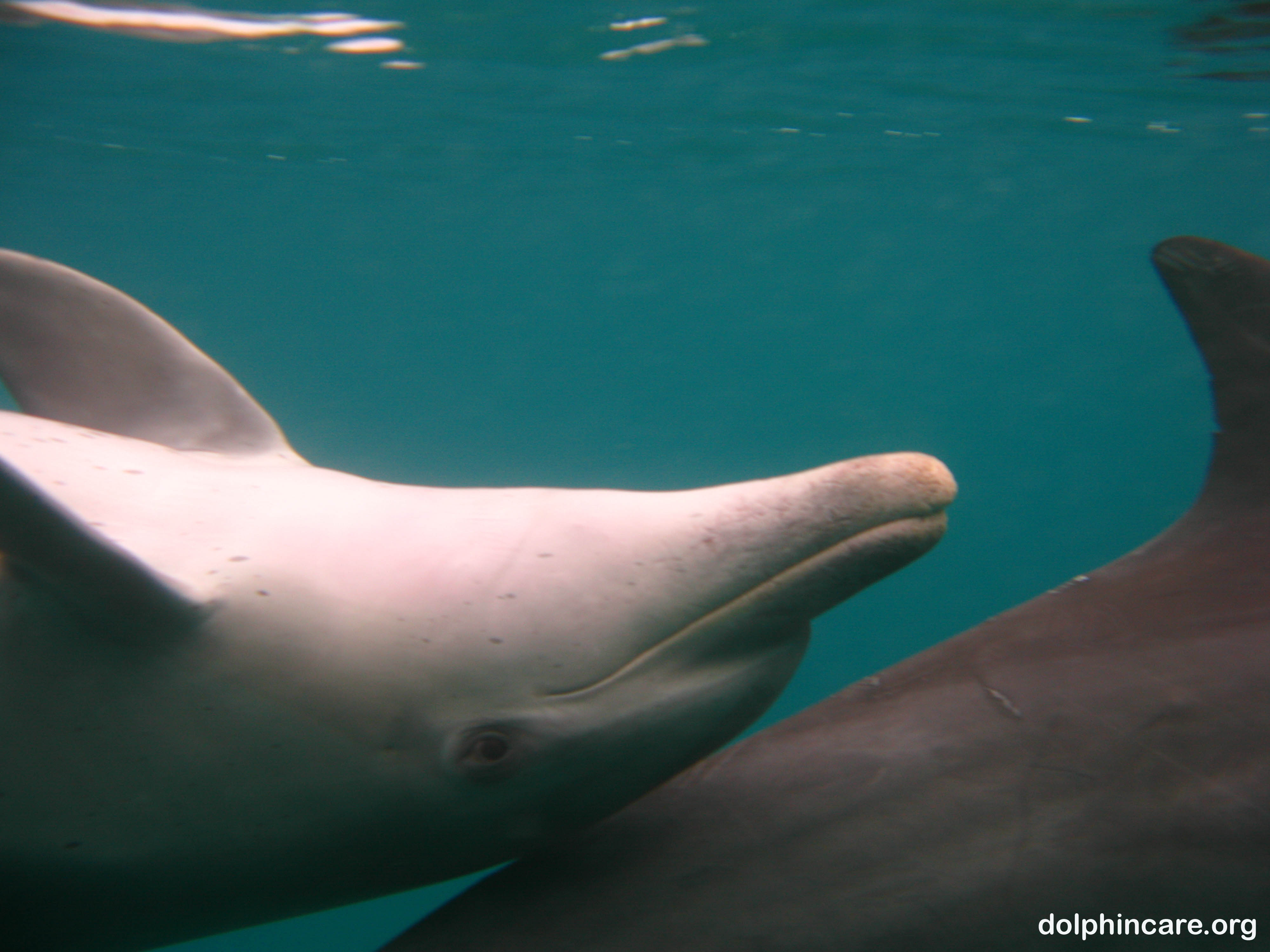 Photo credit: Angie Gullan/Marine Photobank