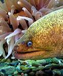 Aquadoption - Moray Eel