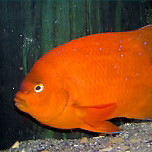 Aquadoption - Garibaldi