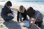 Beach Cleanup
