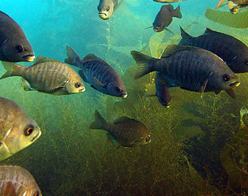 World Oceans Day June 8 2012 Santa Monica Pier Aquarium kids fun