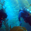 Divers amidst kelp