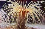 Tube Anemone. Photo: Bre Emhiser