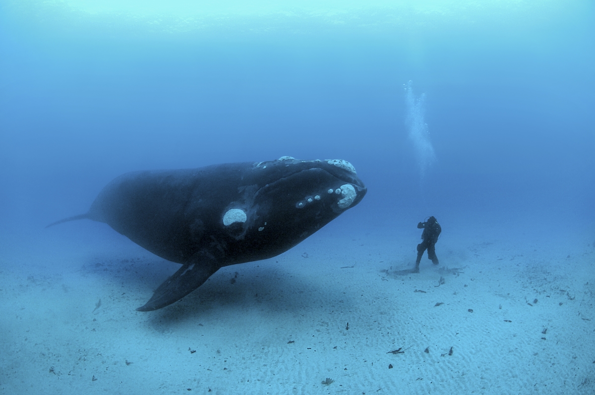Photo of First Encounter, Brian Skerry