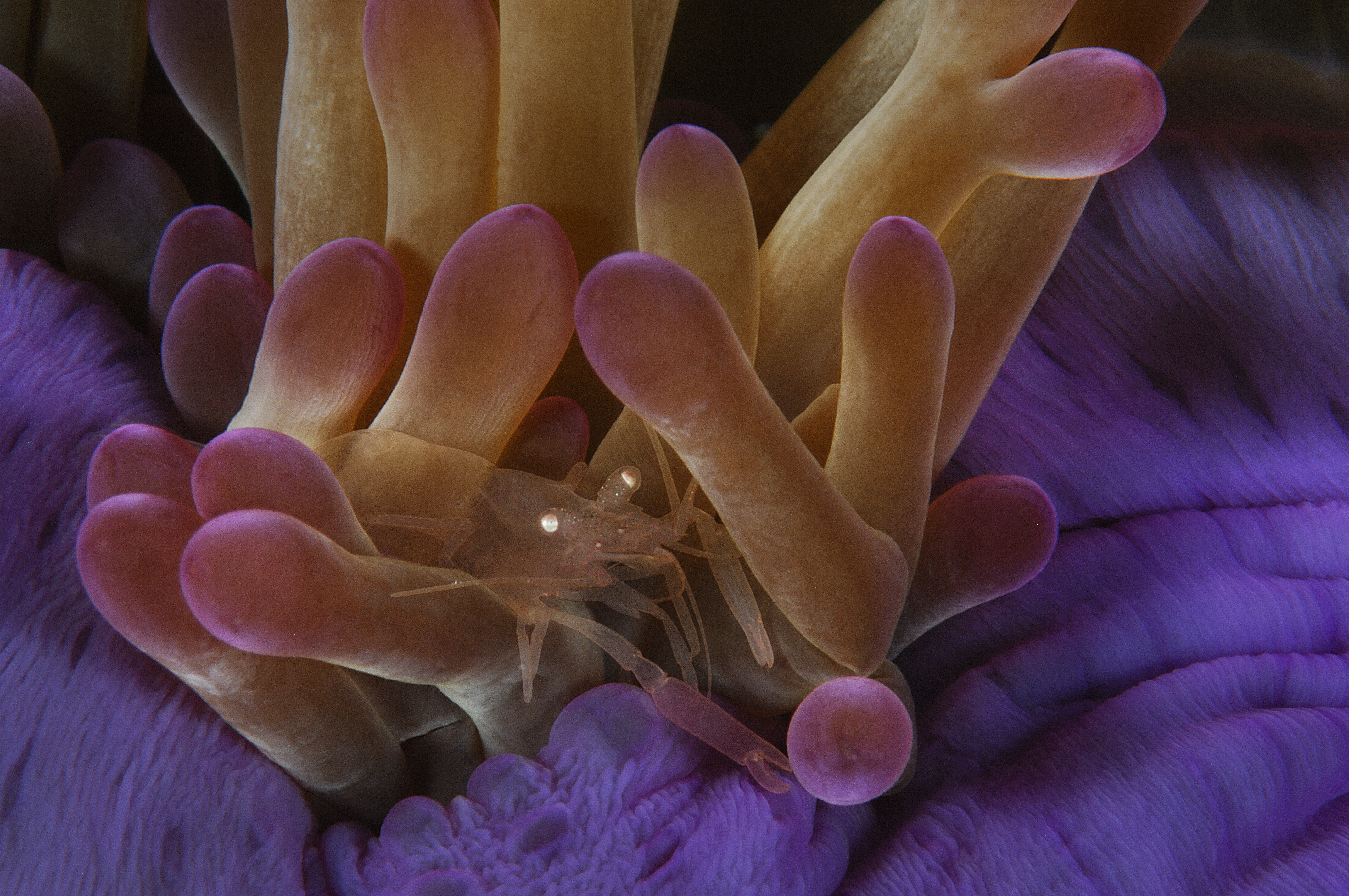 Shrimp, Anemone, Brian Skerry, G2 Gallery, Ocean Wild, Benefit
