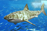 Great White Shark, AB 376, Ban Shark Fin Sales Rally
