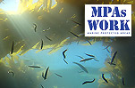 Kelp Forest - Anacapa Island