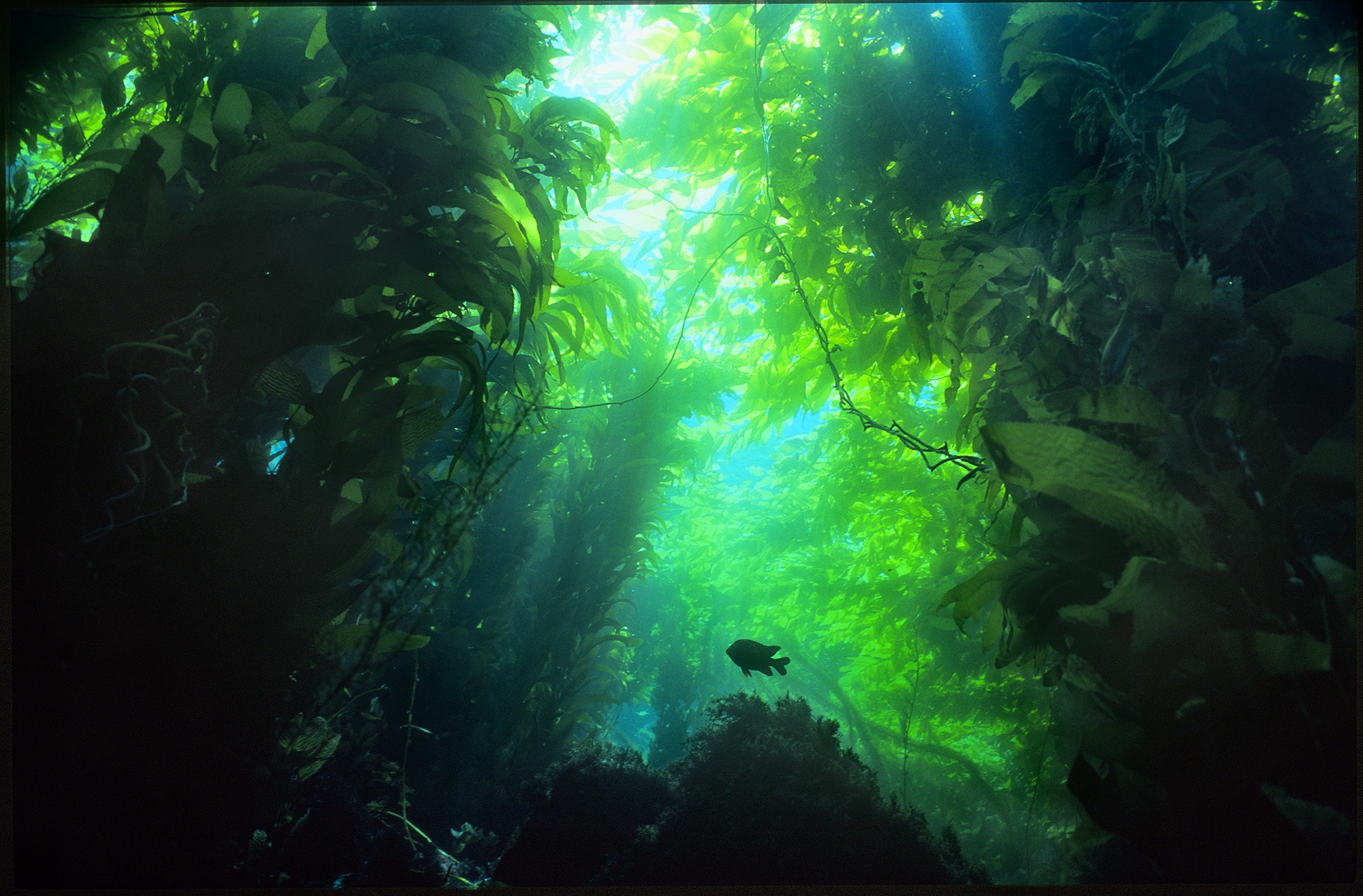 kelp forest, ocean, underwater parks day, santa monica pier aquarium, mpa