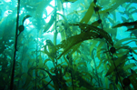 Kelp Forest