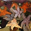 Sea Stars in Touch Tanks