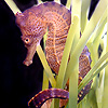 SMPA Meet the Locals Exhibits Touch Tanks