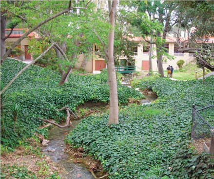 Invasive ivy chokes out Stone Canyon.