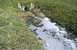 Stream Watch