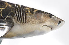 Victor Douieb, Great White, Seal, Sculpture