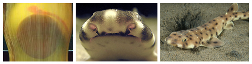 Swell Sharks at the Santa Monica Pier Aquarium