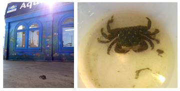 One Lost Little Crab in front of the Santa Monica Pier Aquarium