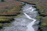 Ballona Wetlands Restoration Project