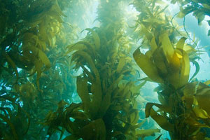 Underwater Parks Day