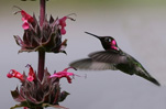 California native hummingbird sage.