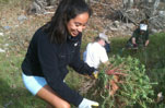 Willow Tree Planting - Stream Restoration at Malibu Creek State Park
