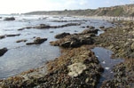 Heal the Bay Tidepool Tour Membership special