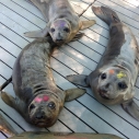 rescued elephant seals Southern California Wildlife Center sea lions beaches 