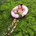 Algal bloom in China (photo: ChinaFotoPress / Getty Images)