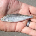 Sea Grant funds projects to rebuild Central Valley chinook salmon population