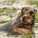 Otters at Elkhorn Slough, © CindyTucey