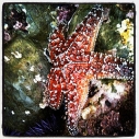 holiday, gifts, heal the bay, seastar