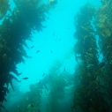 California ocean protection Mexico Oregon Fish & Game commission