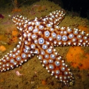 California marine protected area ocean MLPA coast network Department of Fish and