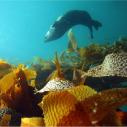 Harbor Seal Marine Protected Area Channel Islands MPA preserve Malibu Palos Verd