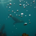 California Coastal Commission PG&E Point Buchon porpoise whales
