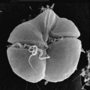 Red Tide Dinoflagellates