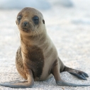 Sea Lion pups stranded Southern California coast marine mammal center Malibu