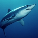 mako shark angler science Santa Monica Pier Aquarium ecosystem Hermosa Beach