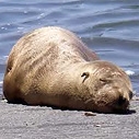 Stranded Sea Lion