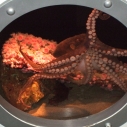 The Night the Octopus Flooded Heal the Bay's Santa Monica Pier Aquarium