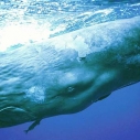 sei whale