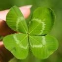 Stay Green on St. Patrick's Day, shamrock, Heal the Bay