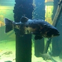 Santa Monica Pier Aquarium's New Giant Sea Bass