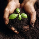 Help Plant Sycamore Trees in Malibu Creek State Park on November 10