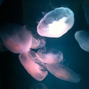 Santa Monica Pier Aquarium, moon jellies, Heal the Bay