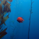 Join Heal the Bay's new citizen scientist program MPA Watch
