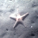 ocean floor sediment