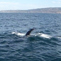 Heal the Bay's whale watching trip