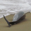 Mass Dolphin Strandings on the North Coast of Peru