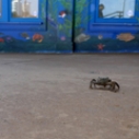 One Lost Little Crab at the Santa Monica Pier Aquarium