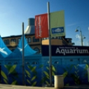 The Santa Monica Pier Aquarium celebrates nine years